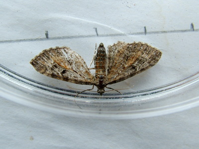 Tawny Speckled Pug